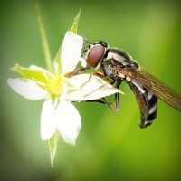 /album/goudmijnen/photolia-a02-jpg/