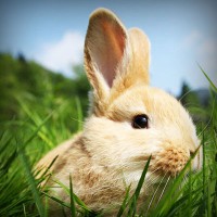 /album/goudmijnen/photolia-a03-jpg/