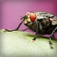 /album/goudmijnen/photolia-a08-jpg/